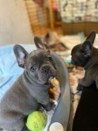 Título do anúncio: Filhotinhos de Bulldog francês com garantias 