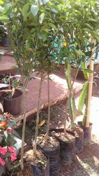 https://img.olx.com.br/thumbs256x256/89/891007790303744.jpg
