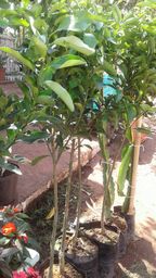 https://img.olx.com.br/thumbs256x256/89/891063431704018.jpg