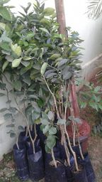 https://img.olx.com.br/thumbs256x256/89/892038674584159.jpg