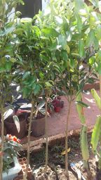 https://img.olx.com.br/thumbs256x256/89/892069073415590.jpg