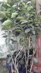 https://img.olx.com.br/thumbs256x256/89/893077317383573.jpg