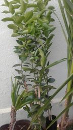 https://img.olx.com.br/thumbs256x256/89/893085794970730.jpg