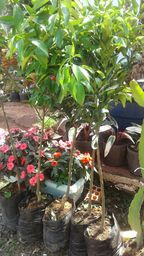 https://img.olx.com.br/thumbs256x256/89/894011313592739.jpg