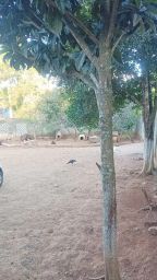 https://img.olx.com.br/thumbs256x256/89/894501741975434.jpg