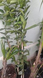 https://img.olx.com.br/thumbs256x256/89/896059674949797.jpg