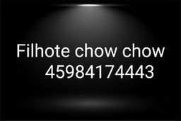 Título do anúncio: Filhote chow chow