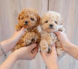 Título do anúncio: Poodle toy , lindos e amaveis filhotes toy!<br><br><br>