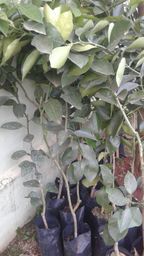 https://img.olx.com.br/thumbs256x256/89/898094674559824.jpg