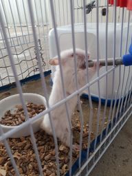 Título do anúncio: Hamster albino