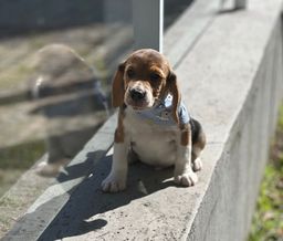 Título do anúncio: fofinhos beagle, venha conferir