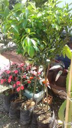 https://img.olx.com.br/thumbs256x256/89/899051192661113.jpg