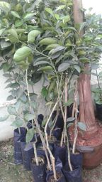 https://img.olx.com.br/thumbs256x256/89/899080310311466.jpg