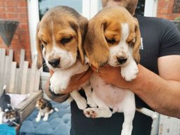 Título do anúncio: Machinhos e fêmeas de Beagle