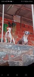 Título do anúncio: filhotes de PitBull X StaffordShire Bull Terrier 