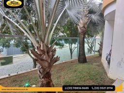 https://img.olx.com.br/thumbs256x256/90/902546397660427.jpg