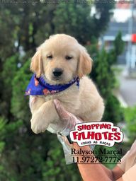 Cachorro Golden Retriever Guarulhos Sao Paulo Olx