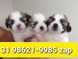 Título do anúncio: Canil Filhotes Cães Miniaturas em BH Lhasa Poodle Basset Beagle Yorkshire Shihtzu 