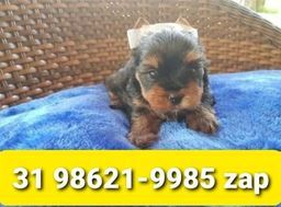 Título do anúncio: Canil Filhotes Cães Pet BH Yorkshire Maltês Lhasa Basset Beagle Poodle Shihtzu 
