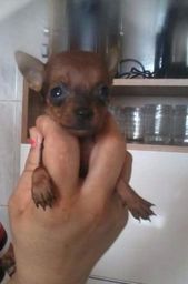 Pinscher leal companheiro