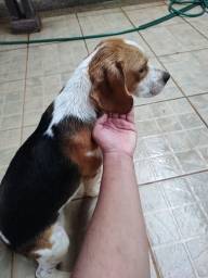 Título do anúncio: Beagle tricolor