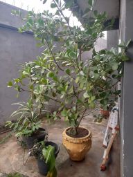 https://img.olx.com.br/thumbs256x256/91/915502635303704.jpg