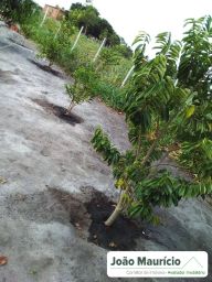 https://img.olx.com.br/thumbs256x256/91/915562648306223.jpg