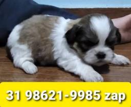 Título do anúncio: Canil Filhotes Top Cães BH Lhasa Poodle Basset Beagle Yorkshire Shihtzu Maltês 