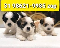 Título do anúncio: Canil Filhotes Cães Top BH Lhasa Poodle Yorkshire Basset Beagle Shihtzu Maltês 