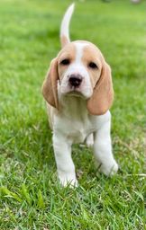 Título do anúncio: Pequenos mini beagle canilcanaa 