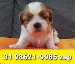 Título do anúncio: Canil Filhotes Cães Alto Padrão BH Lhasa Maltês Yorkshire Basset Beagle Shihtzu 