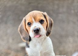 Título do anúncio: Lindos mini beagle canilcanaa 