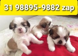 Título do anúncio: Canil Cães Filhotes Pet BH Lhasa Maltês Basset Beagle Yorkshire Shihtzu 