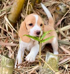 Título do anúncio: Bbs de mini beagle fofurometro 