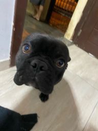 https://img.olx.com.br/thumbs256x256/92/926583275030052.jpg