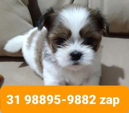 Título do anúncio: Canil Filhotes Cães Top BH Lhasa Poodle Maltês Beagle Shihtzu Yorkshire 