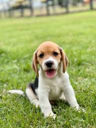 Título do anúncio: Lindos bbs de beagle mini