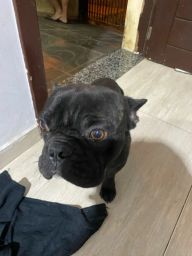 https://img.olx.com.br/thumbs256x256/92/929582754162098.jpg