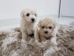 "filhote poodle micro toy" em Minas Gerais - Encontramos ...
