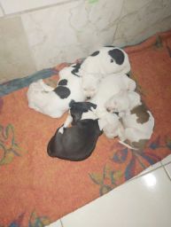 https://img.olx.com.br/thumbs256x256/93/931511044723975.jpg
