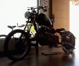 Título do anúncio: Motocicleta antiga jawa bobber rat