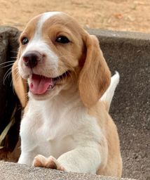Título do anúncio: Bbs lindíssimos  de beagle mini 