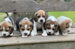 Título do anúncio: Lindos beagle 13 polegadas com pedigree 
