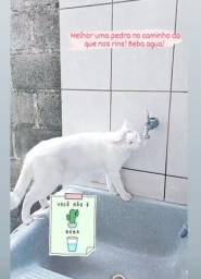 Título do anúncio: Doa-se Gatos - Taubaté