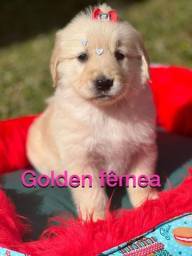 Título do anúncio: Lindos filhotes de Golden Retriever disponíveis!!!