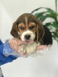 Título do anúncio: Beagle - O melhor presente para você e sua família