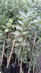 https://img.olx.com.br/thumbs256x256/94/940059311056357.jpg