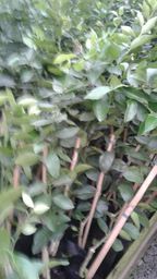 https://img.olx.com.br/thumbs256x256/94/941058073277309.jpg