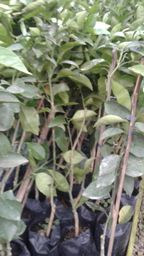 https://img.olx.com.br/thumbs256x256/94/943034676463294.jpg