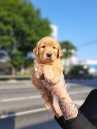 Cachorro Golden Retriever No Brasil Olx